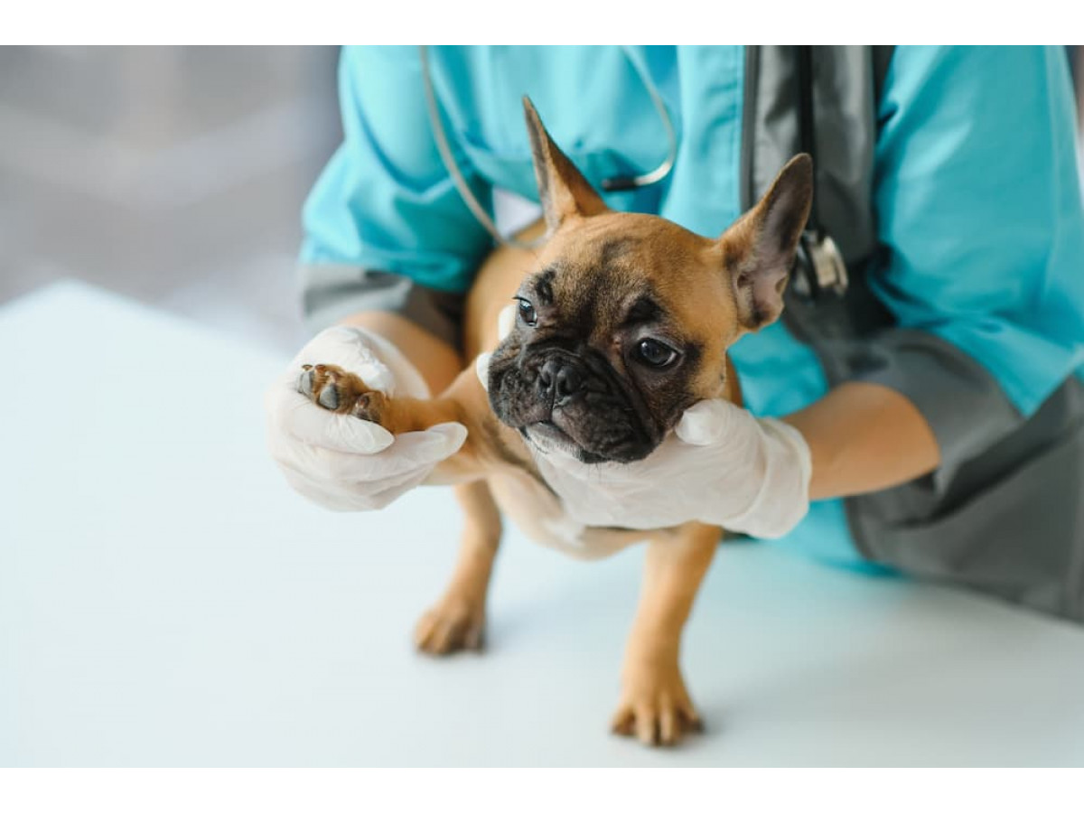 How To Choose The Right Veterinarian For Your Frenchie